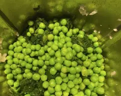 Step <p>Añadimos las espinacas , las alcachofas a trozos , los guisantes y el caldo reservado .</p><p>Colocamos en el recipiente varoma los mejillones y los huevos envueltos en papel film.En la bandeja del varoma , pincelada con una gotita de aceite colocaremos los lomos de bacalao y las gambas . </p><p>Programamos 20 minutos , temperatura varoma , giro inverso , velocidad cuchara . </p> illustration