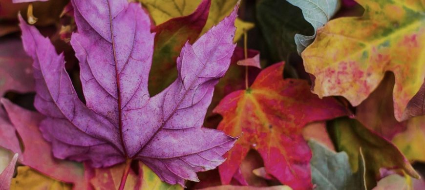 REPETIMOS "TALLER DE OTOÑO"