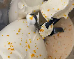 Step <p><span style="font-weight: 400;">Añada el mascarpone , y la ralladura de una naranja y mezcle 30 seg/vel 3. Retire la mariposa.</span></p><p><span style="font-weight: 400;"><br></span></p> illustration